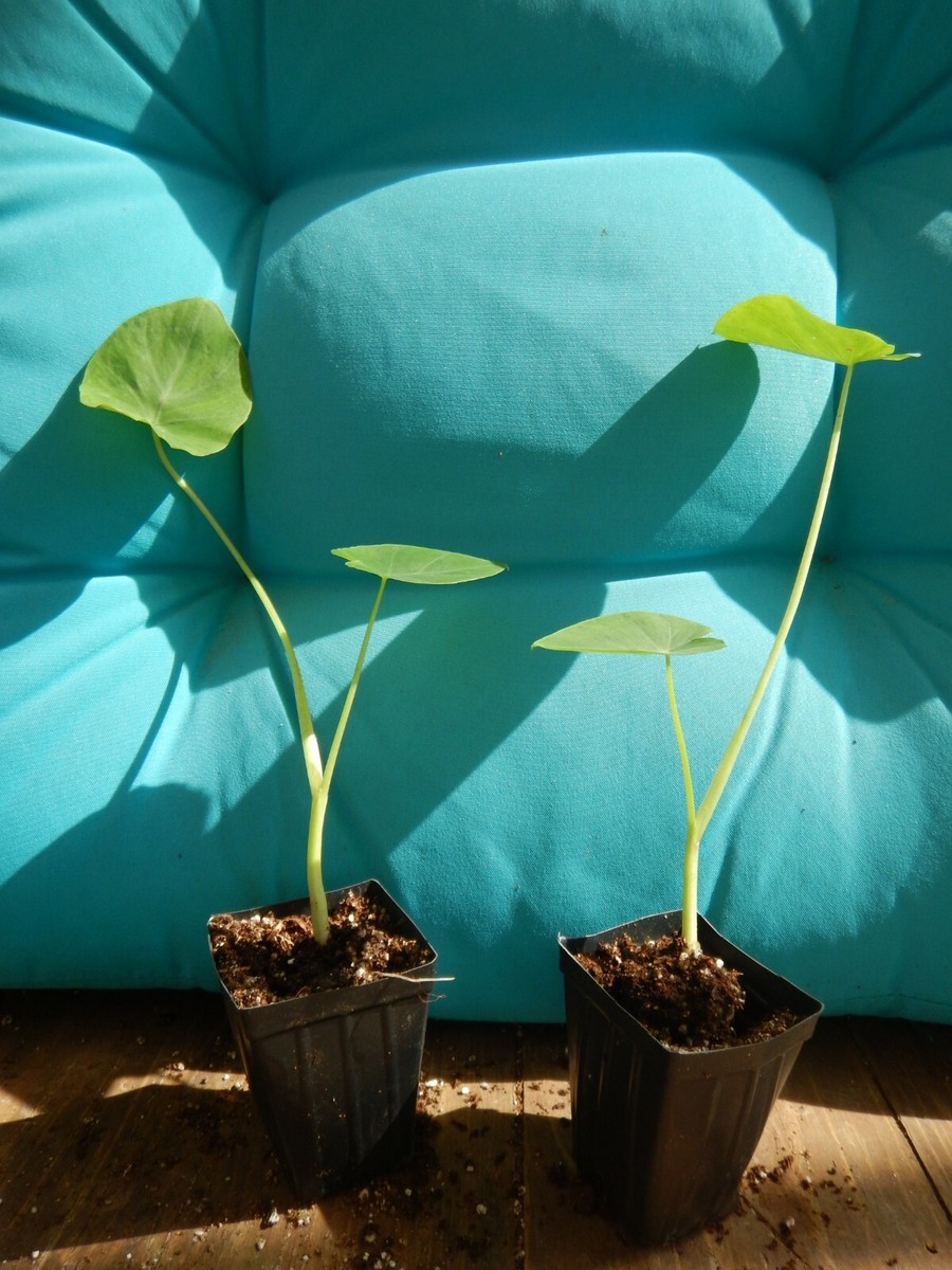 JACKS GIANT** Elephant Ear Colocasia Esculenta Starter Plant**USA Seller**  | eBay