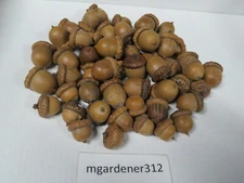 25 Dried Acorns WITH Caps for Crafts, Natural Buffed Finish, Small-Medium-Large