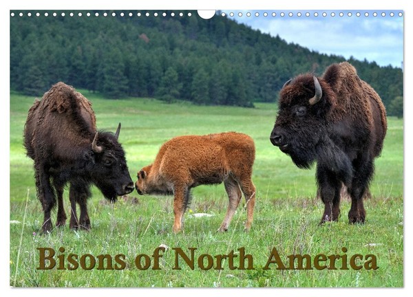 Bisons Of North America (Wall Calendar 2027 DIN A3 Landscape), Calvendo 12 Month-image