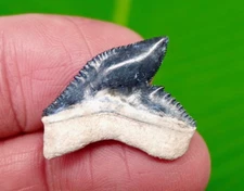 Tiger Shark Tooth - BONE VALLEY   - LIGHT BLUE - FOSSIL