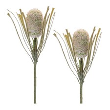 Protea Floral Stem Set of 2 