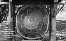 Near The Entrance To Muir Woods Natl Mnmt, California Real Photo Postcard/RPPC