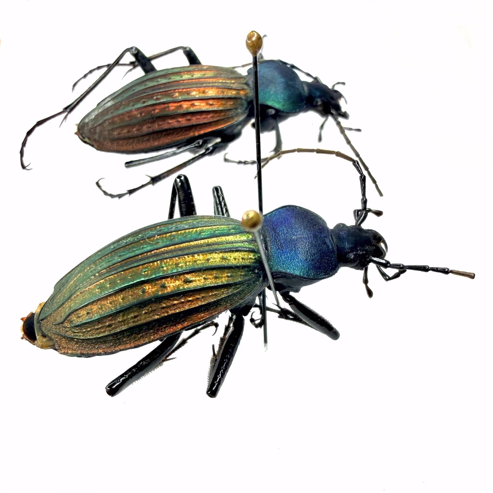 Dazzle Carabidae Specimen丨Carabus cantonensis×2 Two different color A2 Guangdong