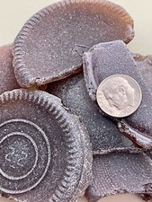 Br 7107 Genuine Surf Tumbled Sea Glass/Brown Frosted Beach Glass