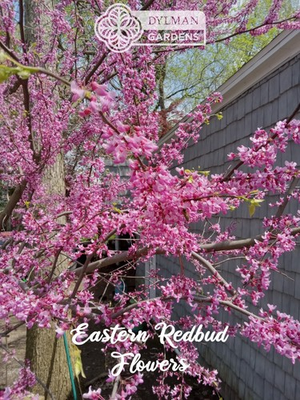 #ad Eastern Redbud Tree Cercis canadensis Pink Spring Blooms Multiple Sizes $68.50