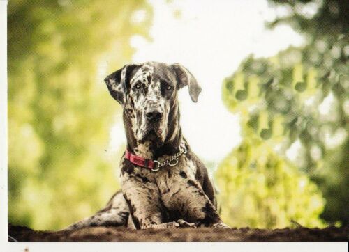 Deutsche  Dogge  *   Great  Dane  **  Postkarte  *  Postcard    * # 3 - Bild 1 von 1