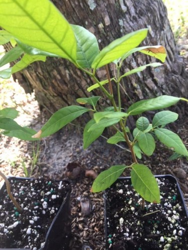 LONGAN (KOHALA SEEDLING VARIETY) DIMOCARPUS LONGAN(DRAGON'S EYE)LONGANA/LAM YAI - Picture 3 of 15