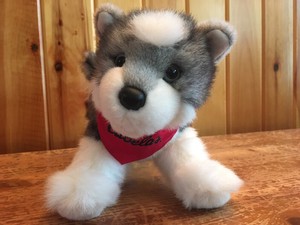 toy husky puppies