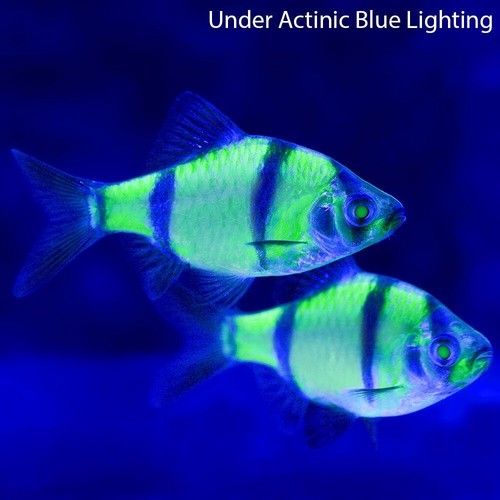 Pack of 4 Live Electric Green Glowing Barb Freshwater Tropical Fish Grade A
