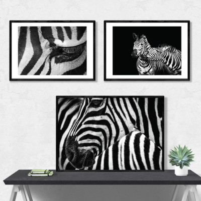 JUNIWORDS Poster ''zebras'' Tiere Arten Safari Natur Animals DIN A4 A3 A2 A1 