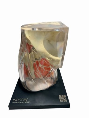 Merck MSD Advertising Model Hip Joint 1973 Anatomical Display Salesman 