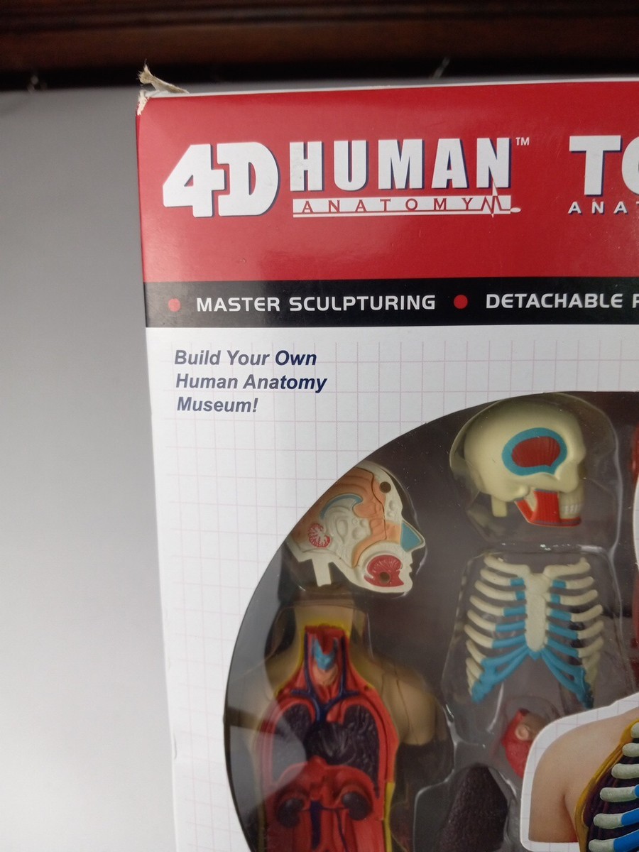 4D Master 4D Human Torso Anatomy Model Department Of Anatomy Brand