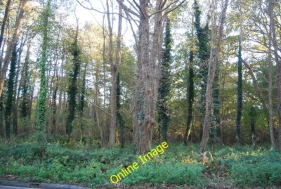 Photo 6x4 Brookhill Wood Warren Heath/TM2042  c2014