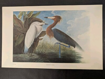 Reddish Egret Plate 202 Limited 750 John James Audubon Folio 1966 Print