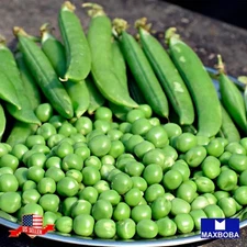 Pea Fresh Seeds Little Marvel Non-GMO Heirloom Garden Vegetable