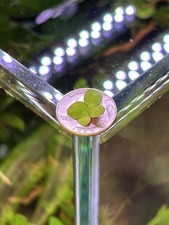 200 Giant Duckweed Aquarium Floating Plants PLUS 5 MYSTERY Stem Cuttings