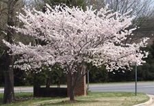 2 Yoshino Flowering Cherry trees  2.5" pot
