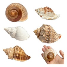 5PCS Large Hermit Crab Shells - Turbo 2.8-3.9" Opening 1.5-2.5"