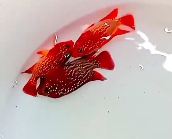 Las mejores ofertas en Flower Horn hembra Vivo Peces de Acuario | eBay