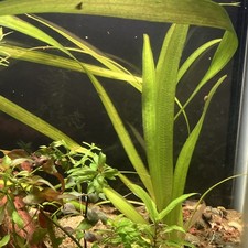 Jungle Vallisneria Americana   2 Live Aquarium Plants Buy 2 Get 1 Free