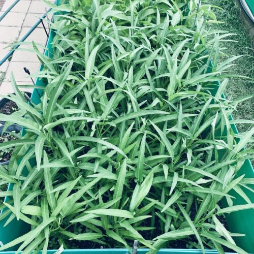 Kangkong - Water Spinach, Chinese Spinach, Ung Choi, (40) Vegetable Seeds - Picture 3 of 6