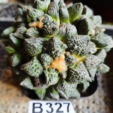 No rooting ！big -  Ariocarpus-Copiapoa cinerea/Astrophytum myriostigma