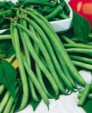 Blue Lake green Bean Seeds 1 oz Vegetable Garden Heirloom NON-GMO USA 