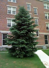 Green Douglas Fir, Pseudotsuga menziesii, Tree Seeds