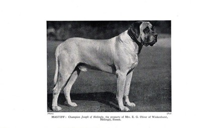 Antique Mastiff Print 1931 Champion Joseph of Hellingly Mastiff 6468d