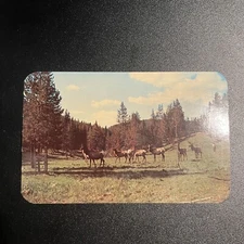 Animals Group Of Elk In The Mountains Of Colorado Wyoming Vintage Postcard