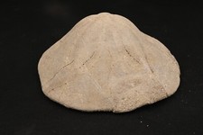 Fossiler Seeigel Clypeaster Altus MiozänLogudoro Sardinien Italien 506g