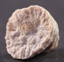 Fossil Small Coral Jurassic Thamnasteria Nattheim Formation Germany COA 3643