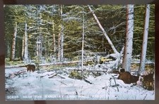 Near the Rangeley Lake House (Hunting Bear), Rangeley, ME - 1907-15, Rough Edges