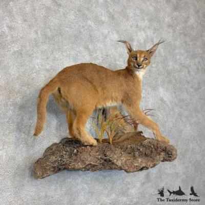 21473 P African Caracal Life-Size Taxidermy Mount For Sale