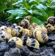 3 Pumpkin Bumblebee Nerite Snails Clithon sowerianum Freshwater Snails