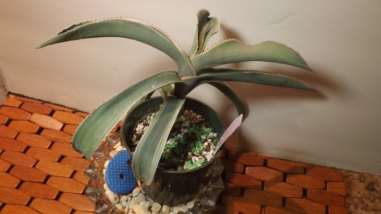 Agave Ivory Curl 6 Growing / Shipping in a 3"pot Actual plant for sale