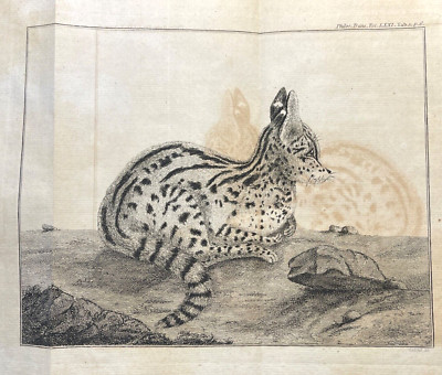 Serval Cat Antique Engraving 1770s Zoological Illustration Plate