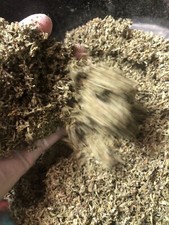 DAMIANA leaf ORGANIC natural wild crafted c/s cut sifted herb - 1/8 ounce sample