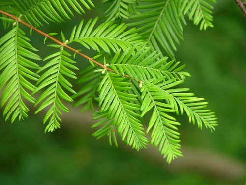 Dawn Redwood seedling (Metasequoia glyptostroboides) - Parkland - Bonsai - 30cm - Picture 4 of 20