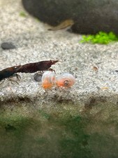 8 Pink Pearl Ramshorn Snails
