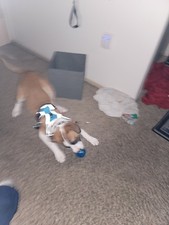 Moving. Free Dog He Is 9 Lbs You Pick Up. I SP PORTLAND OR. ASPA