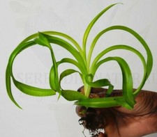 Curly Spider Plant  'Bonnie'(Chlorophytum comosum) - One Bare Rooted House Plant