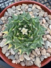 Obregonia denegrii Artichoke Cactus Variagated!!!