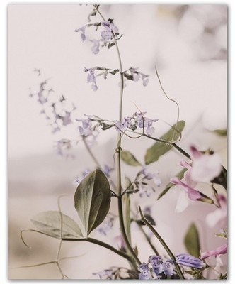 Botanical Airy Lavender Sprig Delicate 8x10 Floral Print Wall Art Poster