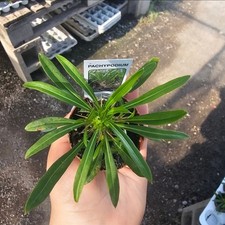 Madagascar Palm  Pachypodium lamerei  2in pot