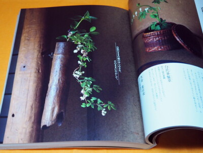 CHABANA Flower of Japanese Tea Ceremony First learning Book from Japan #1114