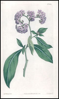 1808 CURTIS Botanical HELIOTROPIUM CORYMBOSUM Turnsole Pl 1609 (CB3/2)