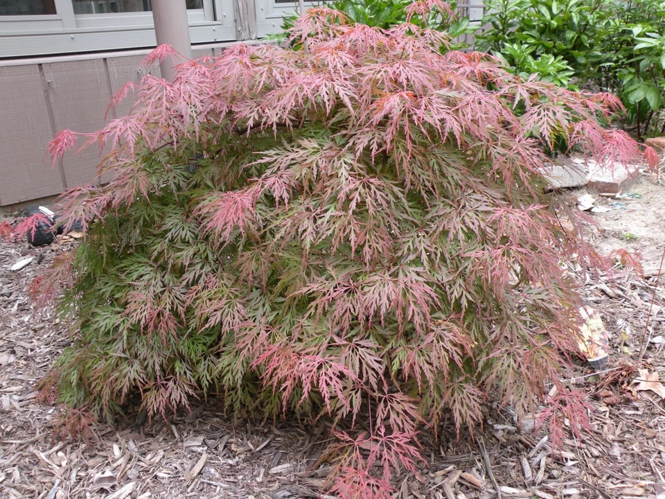 Orangeola Weeping Laceleaf Japanese Maple Tree - Live Plant - ( 2.5 QT ) - Image 2 of 4