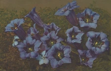 Gentiana Kochiana - A Beautiful Blooming Flower Linen Vintage Post Card