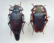 Cerambycidae for collectors| Long Horn beetles